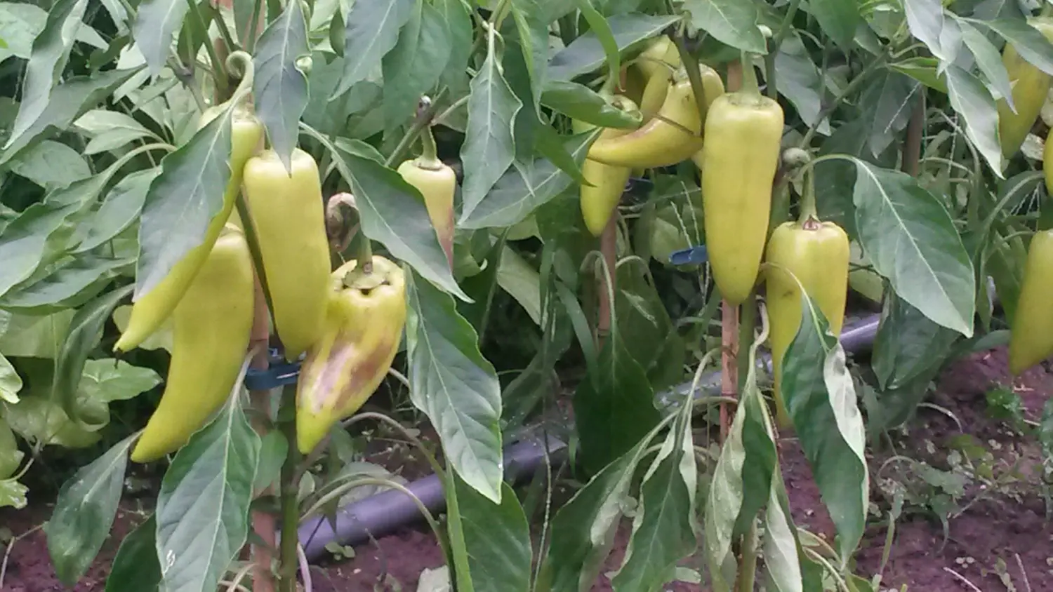 Chilis von Rainer`s Gartenparadies