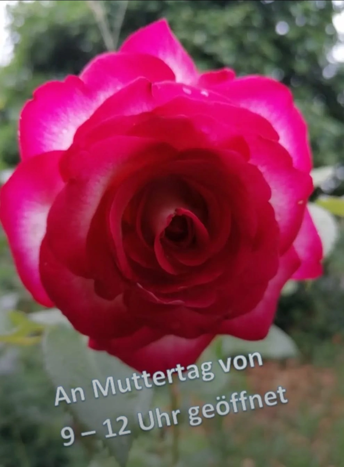 Information von Rainer`s Gartenparadies